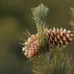 Frosty Pinecones